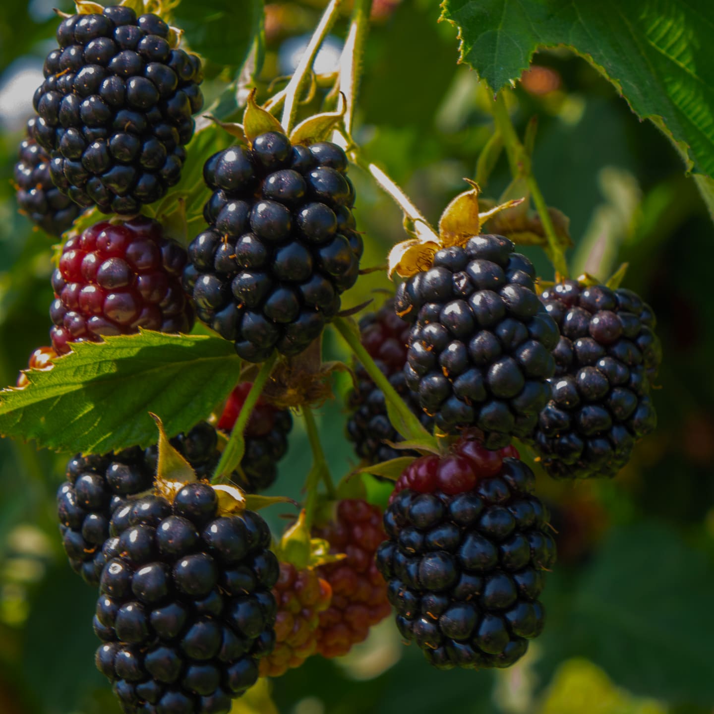 Blackberries growing on a vine