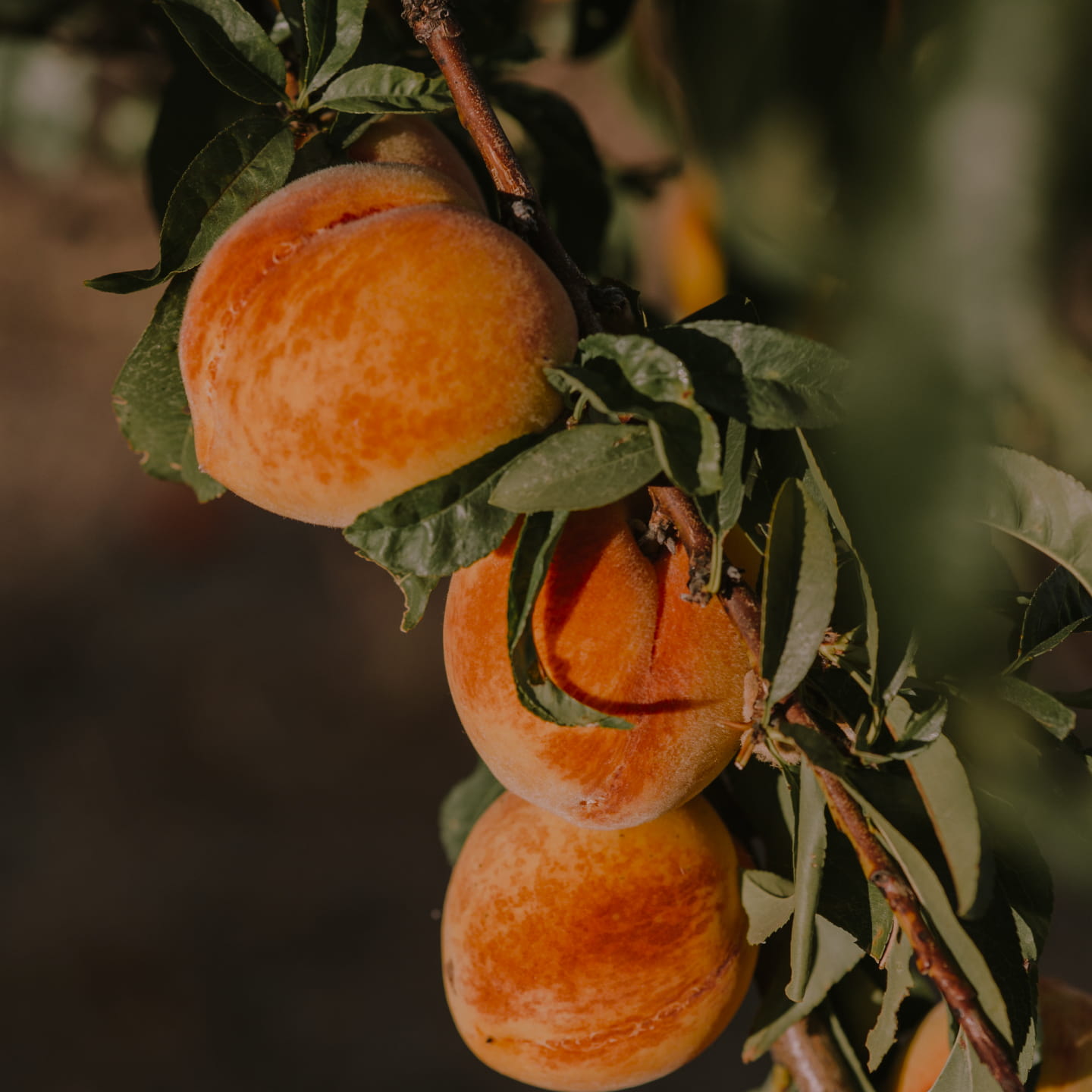 Peaches growing on a tree