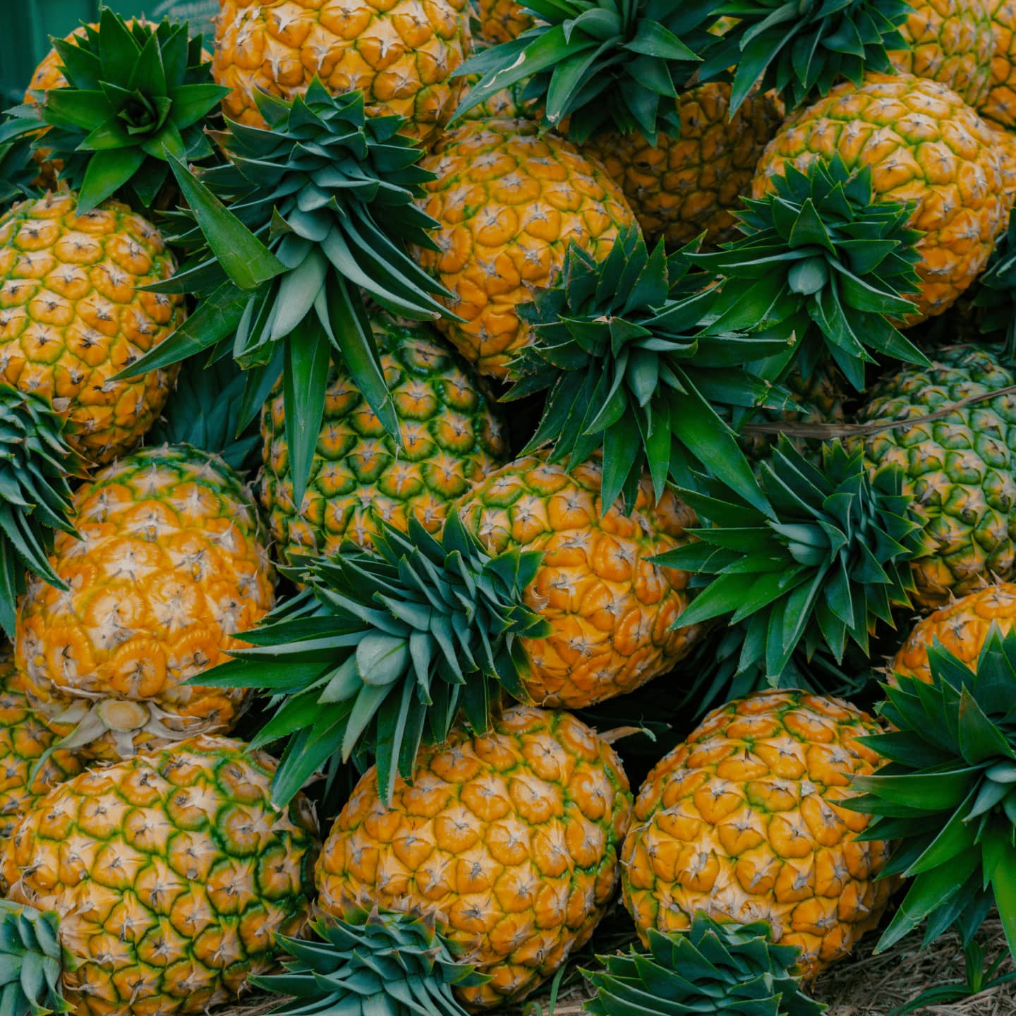 Pineapples in a pile