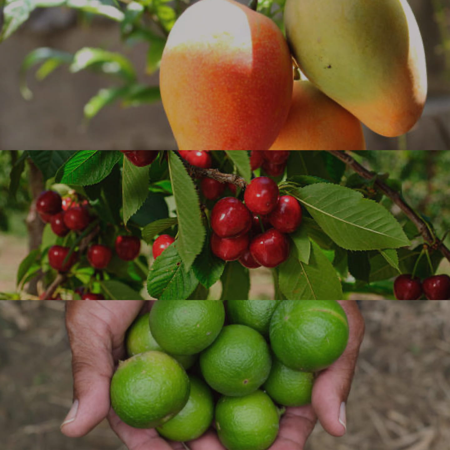 Mango on a tree, Cherries on a tree, 2 open hands cupping a lot of limes